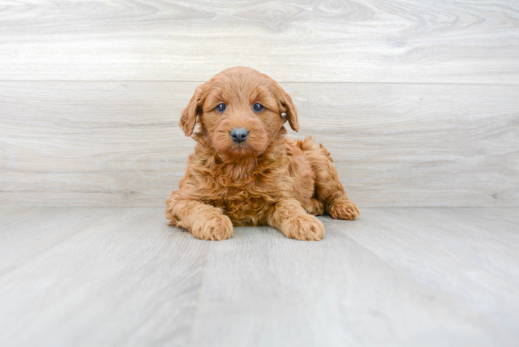 Mini Goldendoodle Hannah: 7lb 11oz Doodle Puppy