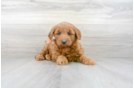 Meet Hannah - our Mini Goldendoodle Puppy Photo 2/3 - Premier Pups
