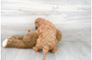 Meet Hannah - our Mini Goldendoodle Puppy Photo 3/3 - Premier Pups