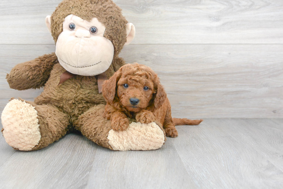 Meet Hannah - our Mini Goldendoodle Puppy Photo 2/3 - Premier Pups