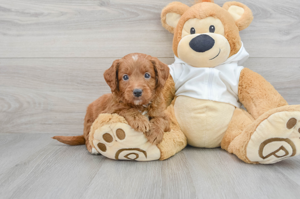 5 week old Mini Goldendoodle Puppy For Sale - Premier Pups