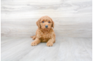 Meet Hardy - our Mini Goldendoodle Puppy Photo 1/3 - Premier Pups