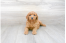 Meet Hardy - our Mini Goldendoodle Puppy Photo 2/3 - Premier Pups