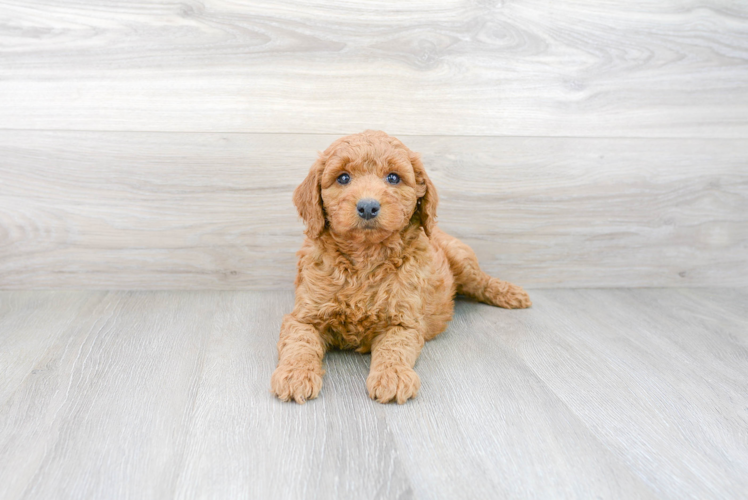 Meet Hardy - our Mini Goldendoodle Puppy Photo 2/3 - Premier Pups