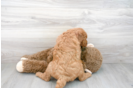 Meet Hardy - our Mini Goldendoodle Puppy Photo 3/3 - Premier Pups