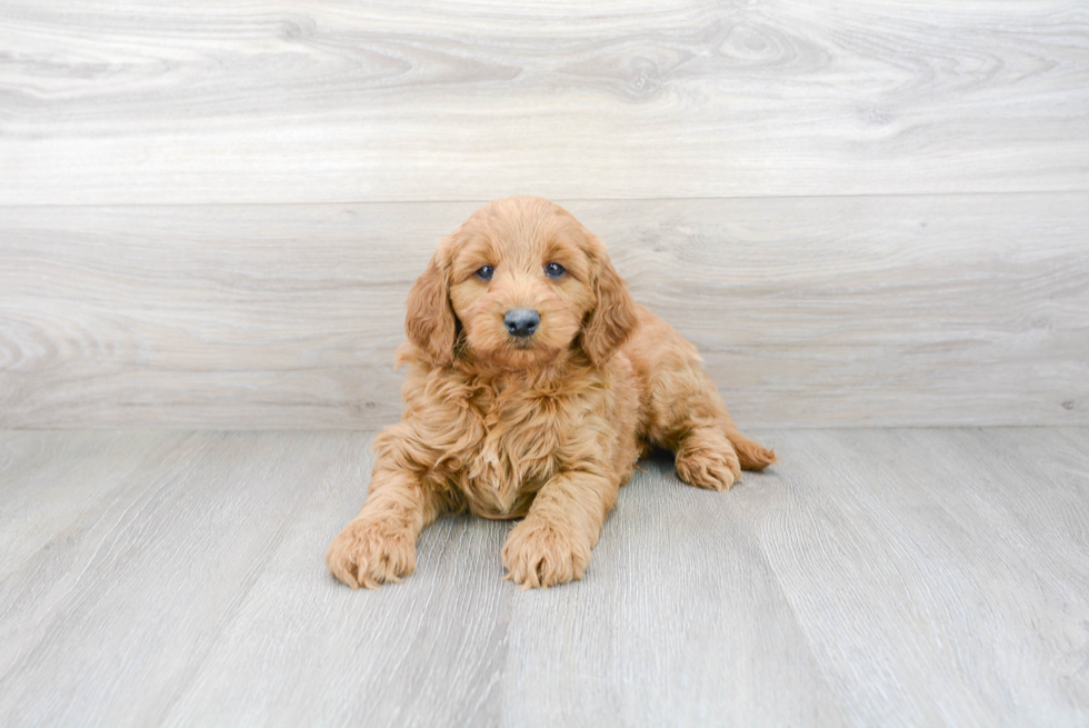 Meet Harlem - our Mini Goldendoodle Puppy Photo 2/3 - Premier Pups