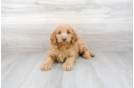 Meet Harlem - our Mini Goldendoodle Puppy Photo 2/3 - Premier Pups
