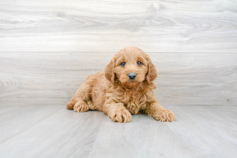 Meet Harlem - our Mini Goldendoodle Puppy Photo 1/3 - Premier Pups