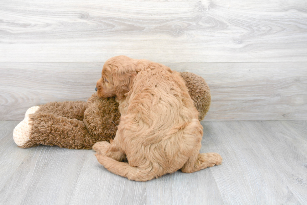 Meet Harlem - our Mini Goldendoodle Puppy Photo 3/3 - Premier Pups