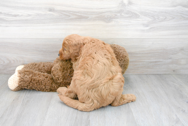 Meet Harlem - our Mini Goldendoodle Puppy Photo 3/3 - Premier Pups