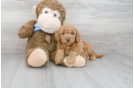 Meet Harley - our Mini Goldendoodle Puppy Photo 2/3 - Premier Pups