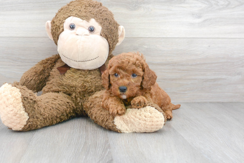 Meet Harley - our Mini Goldendoodle Puppy Photo 2/3 - Premier Pups