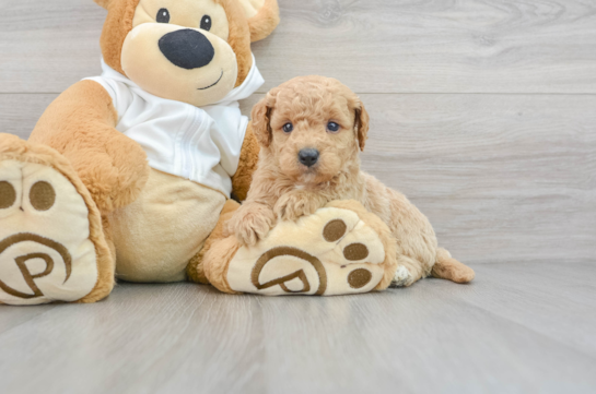 Little Golden Retriever Poodle Mix Puppy