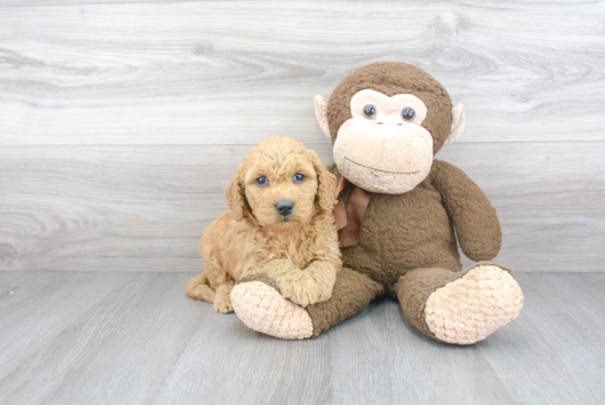 Mini Goldendoodle Pup Being Cute