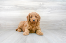 Meet Hayden - our Mini Goldendoodle Puppy Photo 1/3 - Premier Pups
