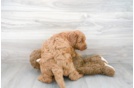 Meet Hayden - our Mini Goldendoodle Puppy Photo 3/3 - Premier Pups