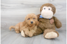 Meet Hayden - our Mini Goldendoodle Puppy Photo 2/3 - Premier Pups