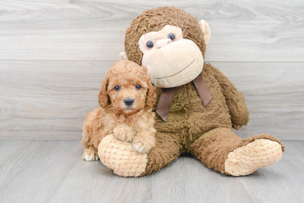 Standard, Toy & Mini: Goldendoodle Difference - Premier Pups