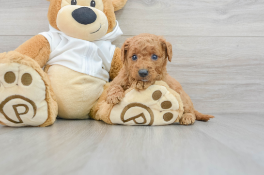 Friendly Mini Goldendoodle Baby