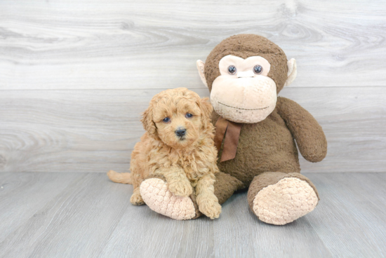 Petite Mini Goldendoodle Poodle Mix Pup