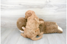 Meet Hazel - our Mini Goldendoodle Puppy Photo 3/3 - Premier Pups