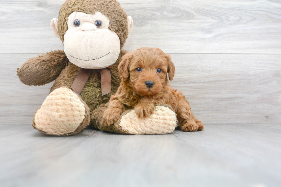 Meet Hazel - our Mini Goldendoodle Puppy Photo 2/3 - Premier Pups