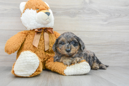 Cute Mini Goldendoodle Baby