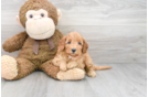 Meet Hendrix - our Mini Goldendoodle Puppy Photo 2/3 - Premier Pups