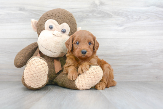 Funny Mini Goldendoodle Poodle Mix Pup