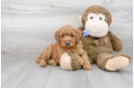 Meet Howie - our Mini Goldendoodle Puppy Photo 2/3 - Premier Pups