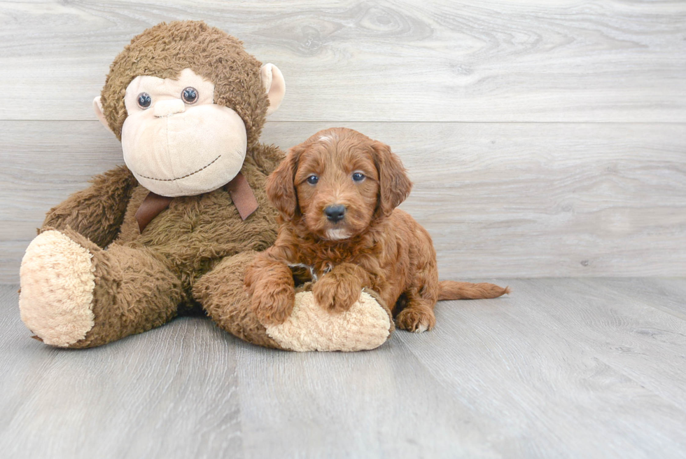 Meet Howie - our Mini Goldendoodle Puppy Photo 2/3 - Premier Pups