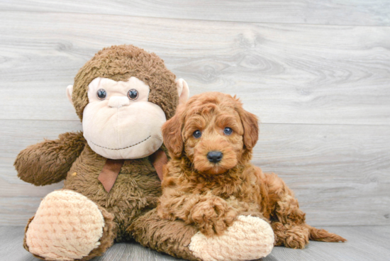 Cute Mini Goldendoodle Baby