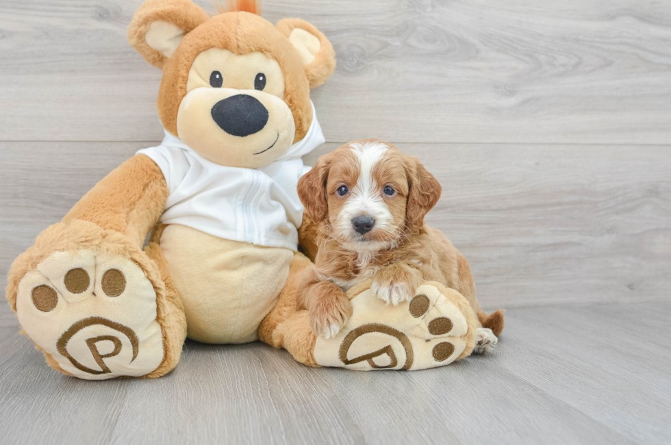 5 week old Mini Goldendoodle Puppy For Sale - Premier Pups