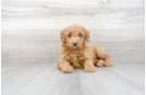 Meet Hudson - our Mini Goldendoodle Puppy Photo 2/3 - Premier Pups