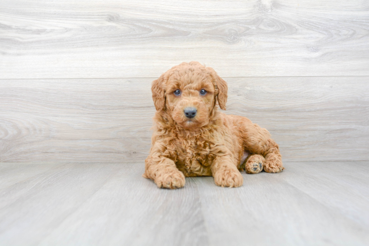 Meet Hudson - our Mini Goldendoodle Puppy Photo 2/3 - Premier Pups