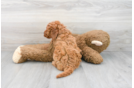 Meet Hudson - our Mini Goldendoodle Puppy Photo 3/3 - Premier Pups