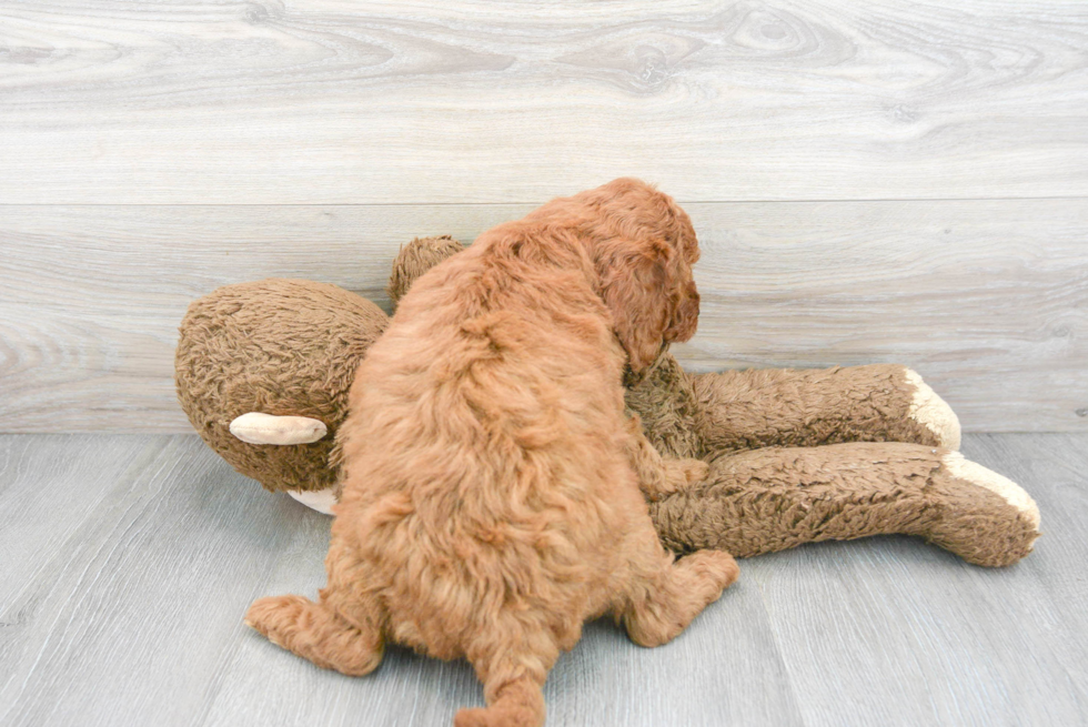 Hypoallergenic Golden Retriever Poodle Mix Puppy