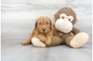 Meet Hugo - our Mini Goldendoodle Puppy Photo 2/3 - Premier Pups