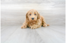 Meet Hugo - our Mini Goldendoodle Puppy Photo 1/3 - Premier Pups