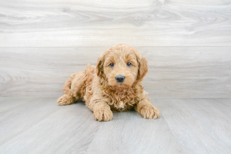 Meet Hugo - our Mini Goldendoodle Puppy Photo 2/3 - Premier Pups