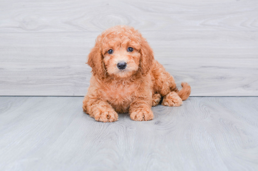 F1B MINI GOLDENDOODLE PUPPY - 8 week old Mini Goldendoodle