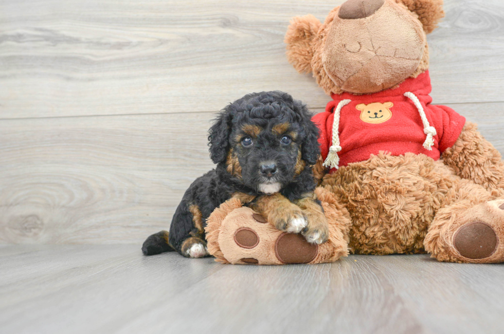 7 week old Mini Goldendoodle Puppy For Sale - Premier Pups