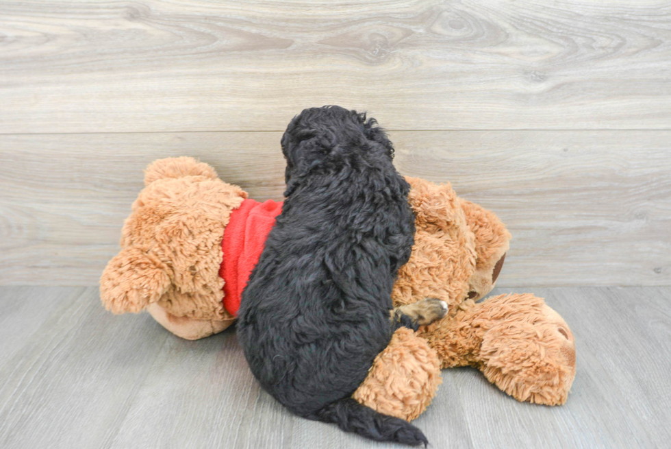 Mini Goldendoodle Pup Being Cute