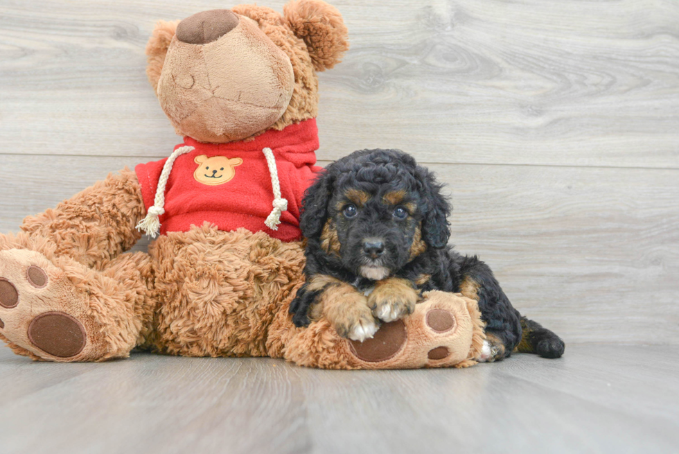 Hypoallergenic Golden Retriever Poodle Mix Puppy