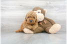 Meet Joe - our Mini Goldendoodle Puppy Photo 2/3 - Premier Pups