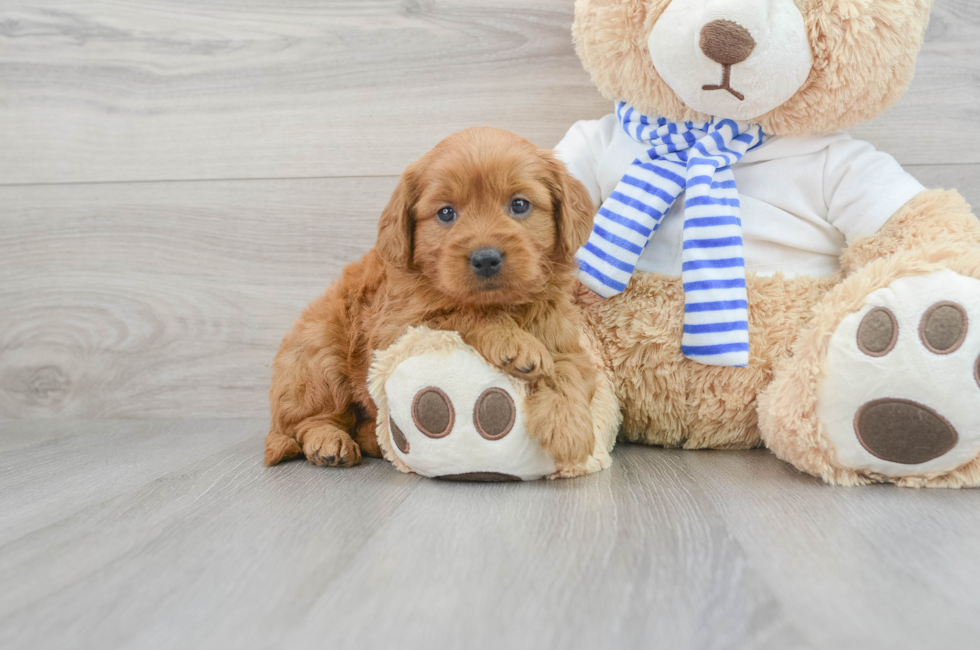 Standard, Toy & Mini: Goldendoodle Difference - Premier Pups