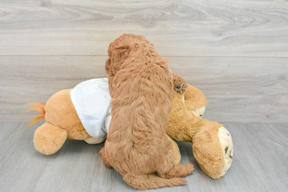 Best Mini Goldendoodle Baby