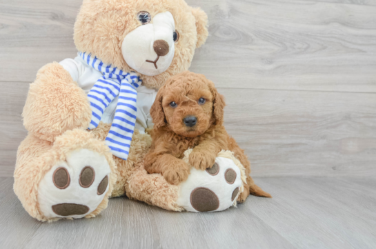 Standard, Toy & Mini: Goldendoodle Difference - Premier Pups - Premier Pups