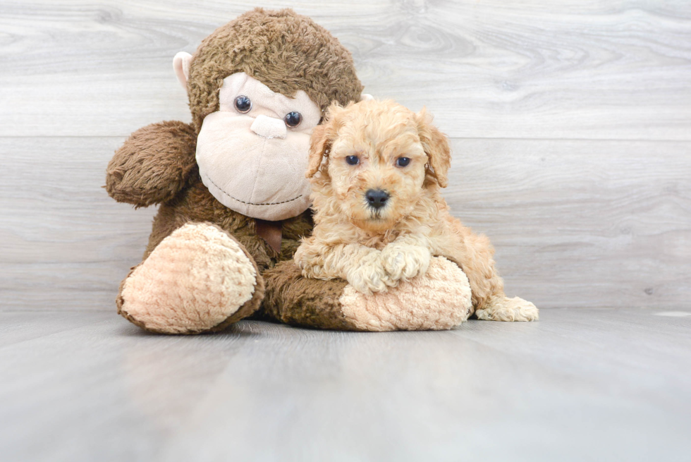 Meet Keanu - our Mini Goldendoodle Puppy Photo 1/3 - Premier Pups