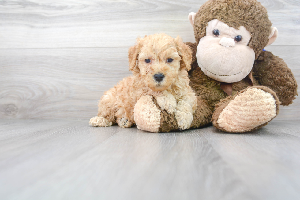 Meet Keanu - our Mini Goldendoodle Puppy Photo 2/3 - Premier Pups